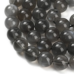 Natural Black Moonstone Beads Strands&nbsp;G-L631-A05-10mm