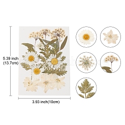Pressed Dried Flowers&nbsp;DIY-YWC0001-100