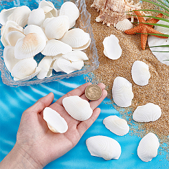 水槽の装飾用天然貝殻40個  貝殻色  21~38x25~57x7.5~17mm&nbsp;SHEL-PH0001-69B