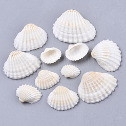 Natural Shell Beads&nbsp;SSHEL-S258-73
