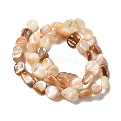 Natural Sea Shell Beads Strands&nbsp;SHEL-K006-16B