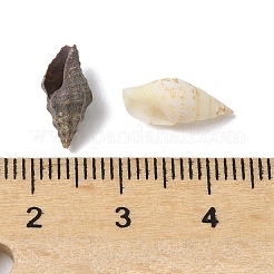 Natural Sea Shell Beads&nbsp;SHEL-XCP0001-12