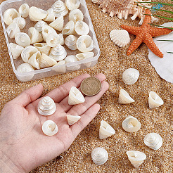 100g天然貝殻ディスプレイ装飾  水槽の装飾品  シェル形状  19~25x16~19mm&nbsp;SSHEL-PH0001-40B