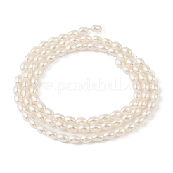 Electroplated Shell Pearl Beads Strands&nbsp;BSHE-Z009-10C