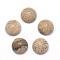Natural Picture Jasper Cabochons, Half Round, 10x4~5mm