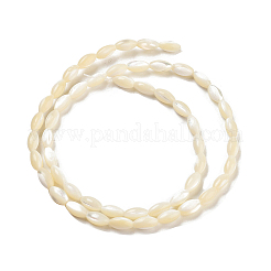 Natural Trochid Shell/Trochus Shell Beads Strands&nbsp;PBB513Y