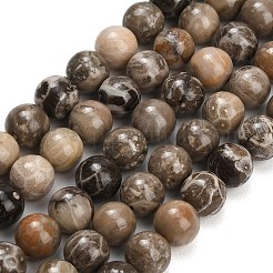 Natural Fossil Coral Beads Strands&nbsp;G-C288-A01-10mm