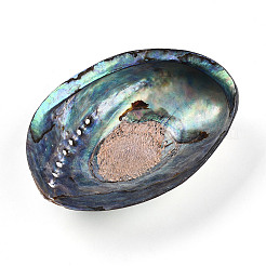 Natural Paua Shell Beads&nbsp;SSHEL-Q298-22