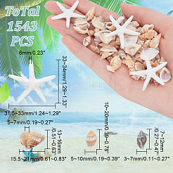 Natural Shell & Starfish Resin Cabochons Decorations&nbsp;SHEL-AR0001-13