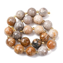 Natural Fossil Coral Beads Strands&nbsp;G-C249-A27-16MM