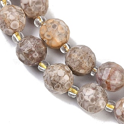 Natural Conch Fossil Beads Strands&nbsp;G-G182-B37-03