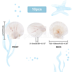 Natural Shell Display Decorations&nbsp;SSHEL-WH0001-39D