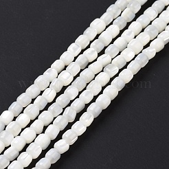 天然ニシキウズガイシェルビーズ連売り  染め  コラム  ホワイト  3.5x3.5mm  穴：0.8mm  約113個/連  15.59''（39.6センチメートル）&nbsp;SSHEL-H070-02G