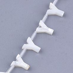 Natural Sea Shell Beads&nbsp;SHEL-T012-60Y