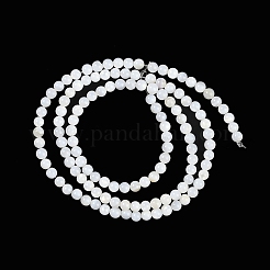 Natural Cultured Freshwater Shell Beads Strands&nbsp;BSHE-H109-03A