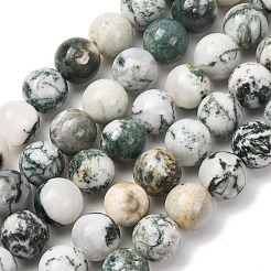 Natural Tree Agate Beads Strands&nbsp;G-T150-A09-12mm