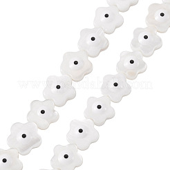 2 Strands Natural Freshwater Shell Beads Strands&nbsp;SHEL-TA0001-45