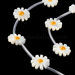 天然ニシキウズガイシェルビーズ連売り  エナメル  デイジーの花  ゴールド  12x12x4.5mm  穴：0.8mm  約15個/連  15.43''（39.2センチメートル）&nbsp;BSHE-E030-06A