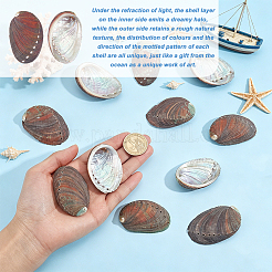 Natural Paua Shell Display Decorations&nbsp;DJEW-WH0042-148A