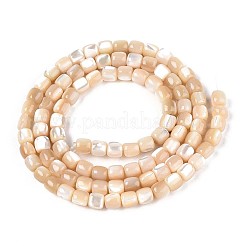 天然トロチッドシェル/トロカスシェルビーズ連売り  コラム  小麦  3.5~5x3.5~4mm  穴：0.6mm  約96~97個/連  15.16~15.35インチ（38.5~39cm）&nbsp;SSHEL-N040-12