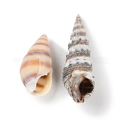 Natural Conch Shell&nbsp;BSHE-Z003-43