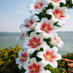 PVC製の人工ユリの花の頭  結婚式の家の装飾用  サクランボ色  140x48mm&nbsp;DIY-WH0591-594