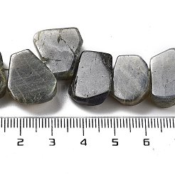 Natural Labradorite Beads Strands&nbsp;G-P528-K10-01