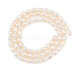天然養殖淡水パールビーズ連売り  ライス  グレード4a++  パパイヤホイップ  3.8~4.3mm  穴：0.5mm  約74~79個/連  15.35~15.75''（39~40センチメートル）&nbsp;PEAR-F020-10