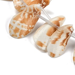 Natural Shell Beads Strands&nbsp;SHEL-K009-12