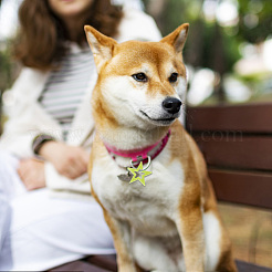 48 個 2 スタイル 4 色透明ブランクアクリルペット犬 ID タグ  子犬の首輪チャーム用  スター＆ムーン  ミックスカラー  23.7~25x20~25x3mm  穴：3mm  6個/カラー&nbsp;PALLOY-AB00044