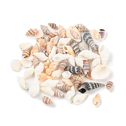 Natural Conch Shell&nbsp;BSHE-Z003-43