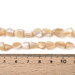 天然トロチッドシェル/トロカスシェルビーズ連売り  ナゲット  バリーウッド  5~11x5~8x3.5~6mm  穴：0.8~0.9mm  約51~54個/連  15.55~15.75''（39.5~40センチメートル）&nbsp;BSHE-T014-23