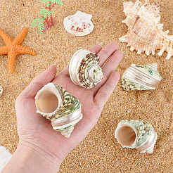 4Pcs Natural Shell&nbsp;FIND-PH0027-49