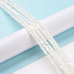 天然ニシキウズガイシェルビーズ連売り  染め  コラム  ホワイト  3.5x3.5mm  穴：0.8mm  約113個/連  15.59''（39.6センチメートル）&nbsp;SSHEL-H070-02G