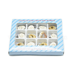 Freshwater Shell Pendants&nbsp;G-S293-17-B