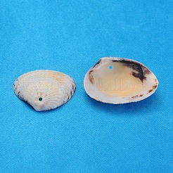 天然クラムシェルビーズ  貝殻色  20~32x21~37x5~10mm  穴：1.5mm&nbsp;BSHE-S114