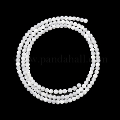 Natural White Shell Beads Strands&nbsp;G-A177-04-25