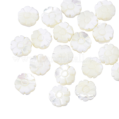 Natural Shell Beads Strands&nbsp;SSHEL-CJ0001-09