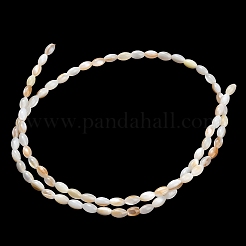 Natural Freshwater Shell Beads Strands&nbsp;SHEL-C010-03A