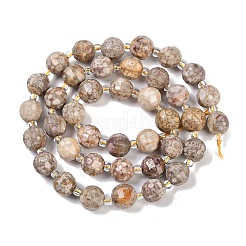 Natural Conch Fossil Beads Strands&nbsp;G-G182-B37-03