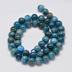 天然アパタイトラウンドビーズ連売り  8mm  穴：1mm  約50個/連  15.5インチ&nbsp;G-M304-14-8mm