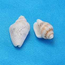 天然スパイラルシェルビーズ  小麦  11~18x6~9x5~7.5mm  穴：1mm  約1450個/500g&nbsp;SSHEL-S001-04