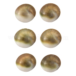 貝殻のスタッドピアス  半円  女性用304ステンレススチールスタッドピアス  ステンレス鋼色  11~14x13~15mm&nbsp;EJEW-JE07325