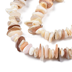 Natural Freshwater Shell Beads Strands&nbsp;SHEL-S278-071D