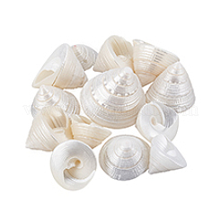 100g天然貝殻ディスプレイ装飾  水槽の装飾品  シェル形状  21~42x27~34mm&nbsp;SSHEL-PH0001-40A