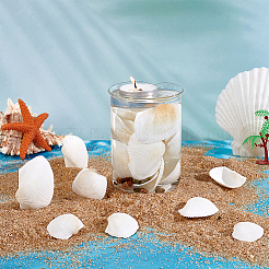 水槽の装飾用天然貝殻40個  貝殻色  21~38x25~57x7.5~17mm&nbsp;SHEL-PH0001-69B