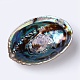 Natural Abalone Shell/Paua ShellDecoration&nbsp;SSHEL-K024-01A-4