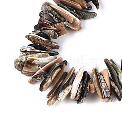 Natural Paua Shell Beads Strands&nbsp;SHEL-T020-42