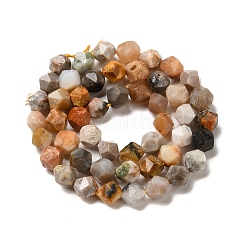 Natural Fossil Coral Beads Strands&nbsp;G-K382-A07-02