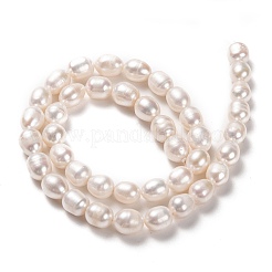 天然養殖淡水パールビーズ連売り  ライス  ビスク  7~8x6~7mm  穴：0.8mm  約38~40個/連  36cm&nbsp;PEAR-L033-75-01